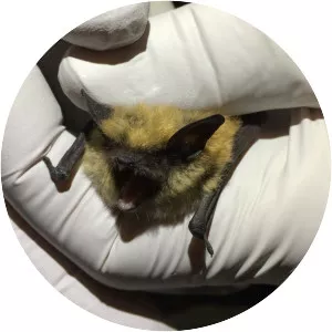 Western small-footed bat