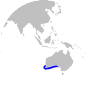 Western spotted catshark