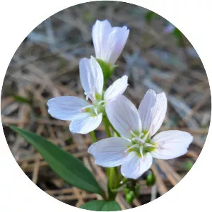 Western springbeauty - 