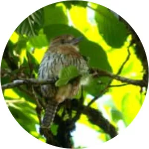 Western striolated puffbird
