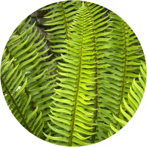 Western sword fern