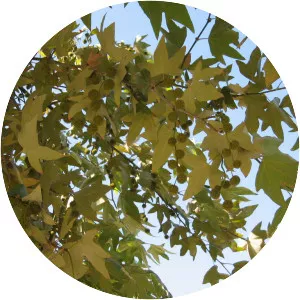 Western sycamore