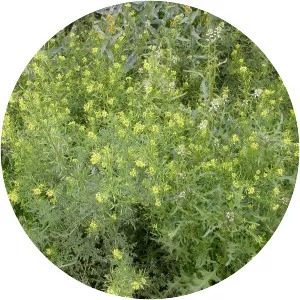 Western tansymustard - Plants