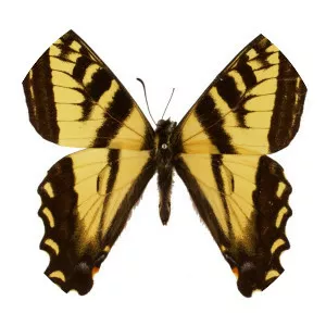 Western tiger swallowtail