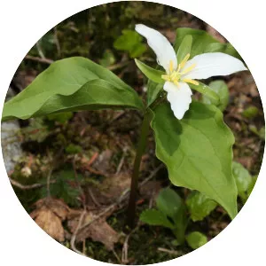 Western trillium