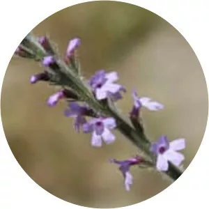 Western vervain - Plants