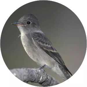 Western wood pewee
