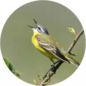 Western Yellow Wagtail