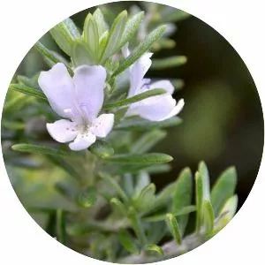 Westringia fruticosa - Plants