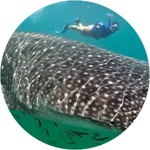 Whale shark photograph