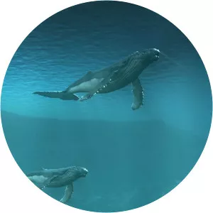 Whales of the DeepSince 2017