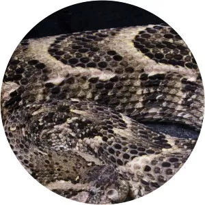 When Predators AttackSince 2019