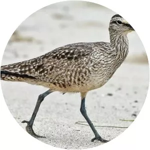 Whimbrel