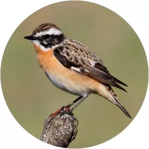 Whinchat - Bird