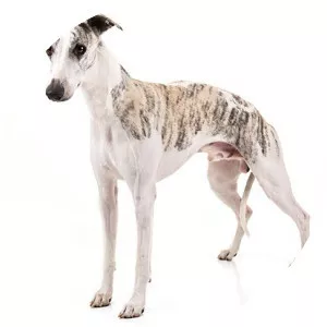 Whippet