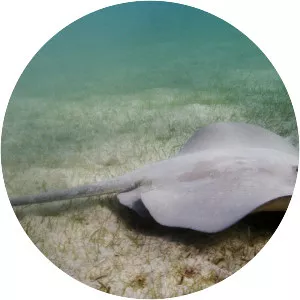 Whiptail stingrays