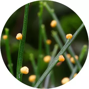 Whisk fern - Plants