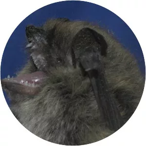 Whiskered bat - Animal