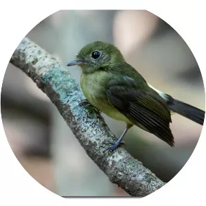 Whiskered myiobius - Bird