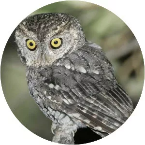 Whiskered screech owl