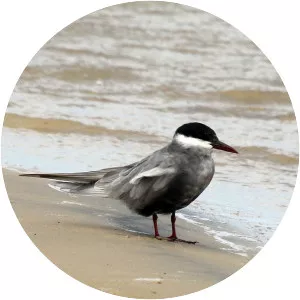 Whiskered tern