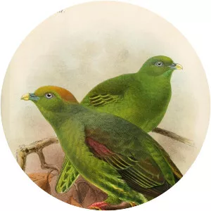 Whistling green pigeon