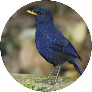 Whistling thrush