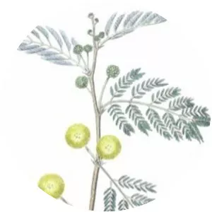 White acacia