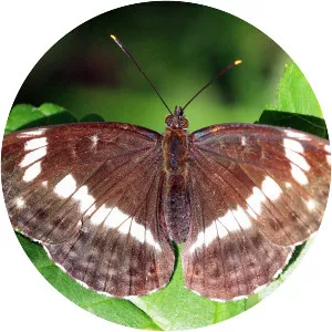 White admiral