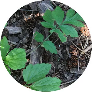 White avens - Plants