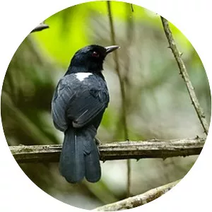 White-backed fire-eye