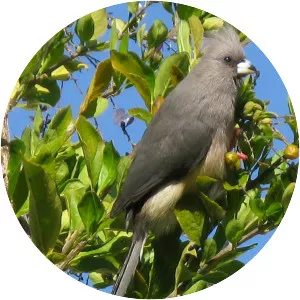 White-backed mousebird - Bird
