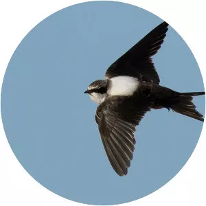 White-backed swallow