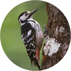 White-backed woodpecker