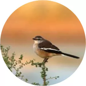 White-banded mockingbird