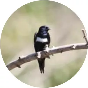 White-banded swallow