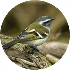 White-banded tyrannulet - Bird