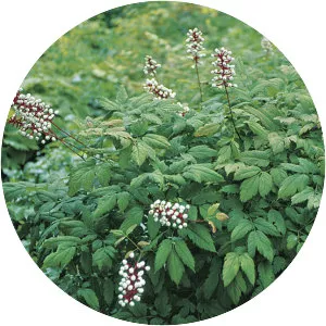 White baneberry