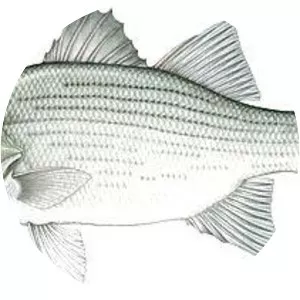 White bass