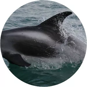 White-beaked dolphin