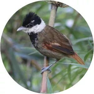 White-bearded antshrike - 