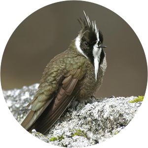 White-bearded helmetcrest