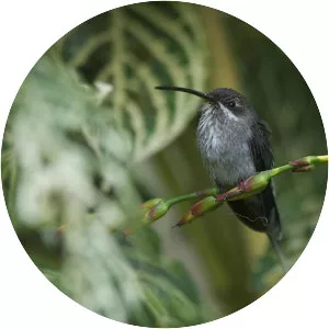 White-bearded hermit