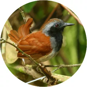 White-bellied antbird - Bird