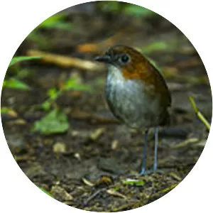 White-bellied antpitta - Bird