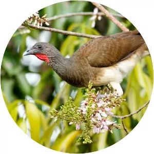 White-bellied chachalaca