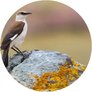 White-bellied cinclodes