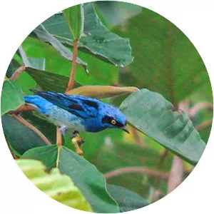 White-bellied dacnis - Bird
