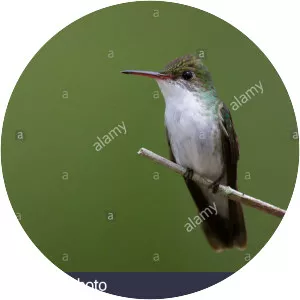 White-bellied emerald