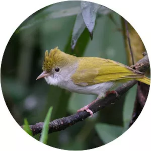 White-bellied erpornis - 